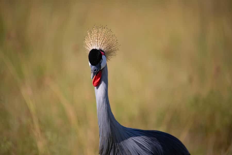 Nairobi: National Park Guided Game Drive - What to pack (and what to plan for)