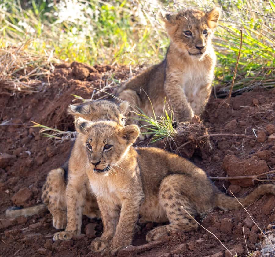Nairobi: National Park Guided Game Drive - Who this Nairobi game drive suits best