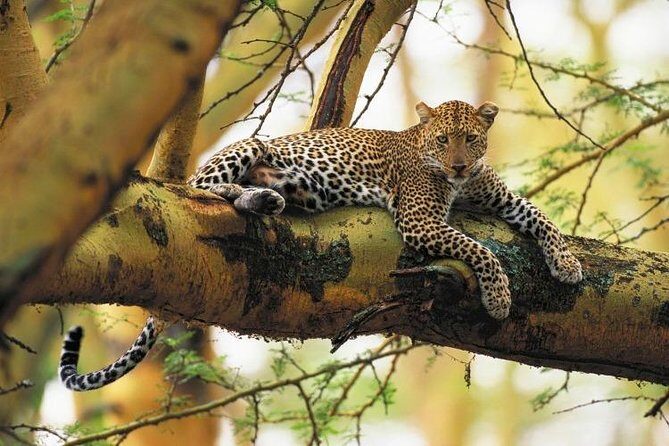 Nairobi National Park Guided Half Day Tour Game Drive- FREE WIFI - Nairobi National Park’s City-Side Views: What You’ll See From the Van