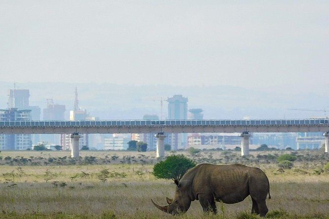 Nairobi National Park Guided Half Day Tour Game Drive- FREE WIFI - Morning Pickup and the Open-Roof Game Drive: How the Timing Fits Your Day