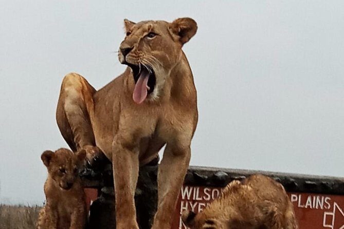 Nairobi National Park Guided Half Day Tour Game Drive- FREE WIFI - Wildlife Spotting Reality Check: Lions, Leopards, Buffalo, Rhinos, and More