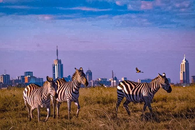 Nairobi National Park Guided Half Day Tour Game Drive- FREE WIFI - Nairobi Animal Orphanage After Lunch: A Purposeful Stop, Not Just a Photo Break