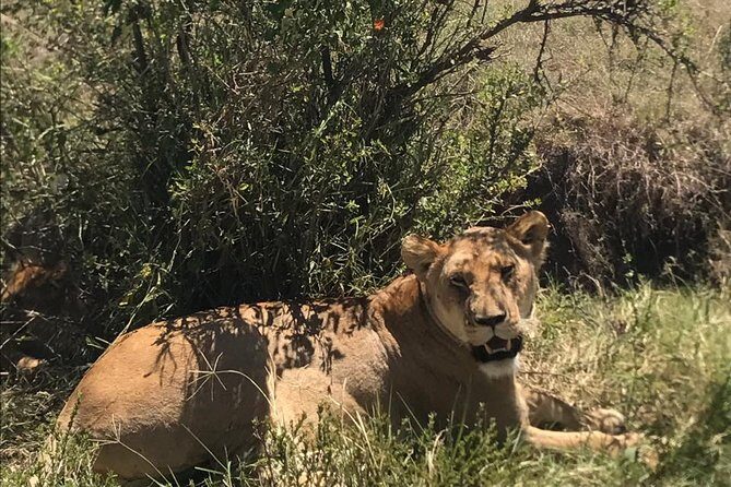 Nairobi National Park Guided Half Day Tour Game Drive- FREE WIFI - Group Size, Comfort Options, and What to Bring for a Smooth Day