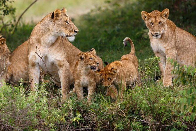 Nairobi National Park Guided Half Day Tour Game Drive- FREE WIFI - Price and Value: How $52 Works for a 5-Hour Safari