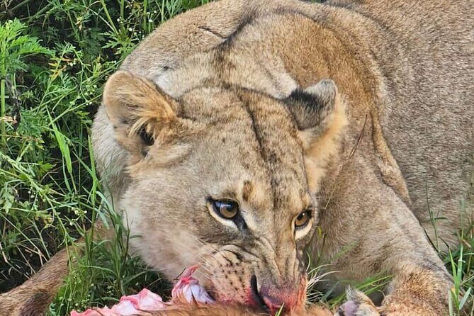 Nairobi National Park Half-Day Game Drive - Why Nairobi National Park Safari Feels Different