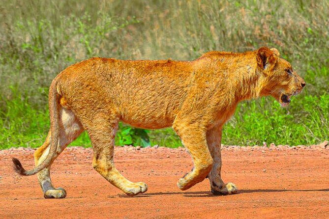 Nairobi National Park Half-Day Game Drive - The 4-Hour Game Drive: What You’re Actually Chasing