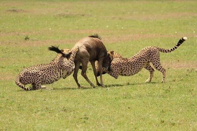 Nairobi National Park Half-Day Game Drive - Black Rhinos, Big Cats, and the Nairobi-to-Wild Contrast