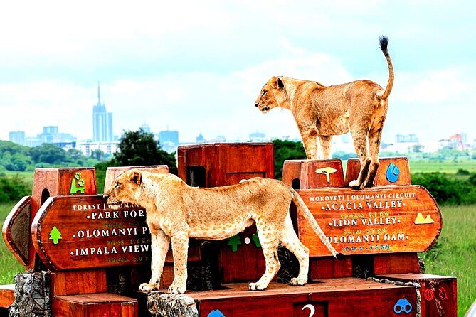 Nairobi National Park Half-Day Game Drive - The Wi-Fi Feature: Why It’s More Than a Gadget