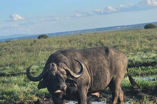 Nairobi National Park Half-Day Game Drive - Price and Value: The $36 Ticket vs. the Real Total