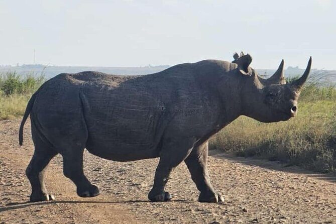 Nairobi National Park Half-Day Game Drive - Who This Safari Works Best For