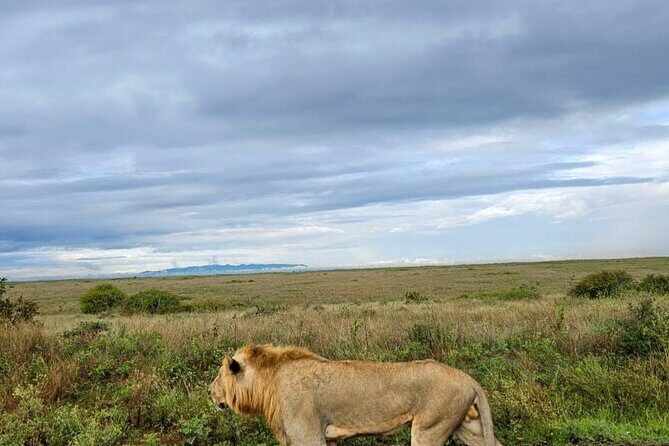 Nairobi National Park Half-Day Game Drive - Practical Downsides to Plan For (So You’re Not Caught Off Guard)