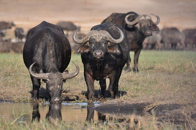 Nairobi National Park Half Day Game Drive Tour With Free WIFI - Hotel pickup and the 4WD van: the part you feel in your bones