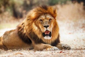 Nairobi National Park Half Day Game Drive Tour With Free WIFI - Wi‑Fi on safari: practical, not pointless