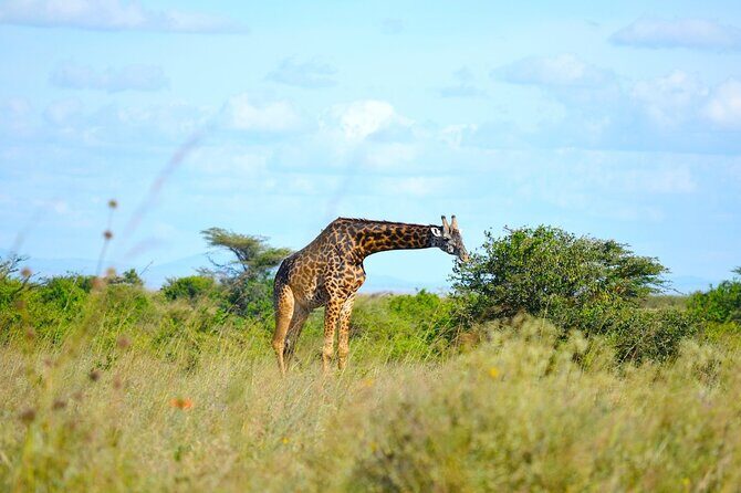 Nairobi National Park Half Day Game Drive Tour With Free WIFI - What you can realistically expect to see on the drive