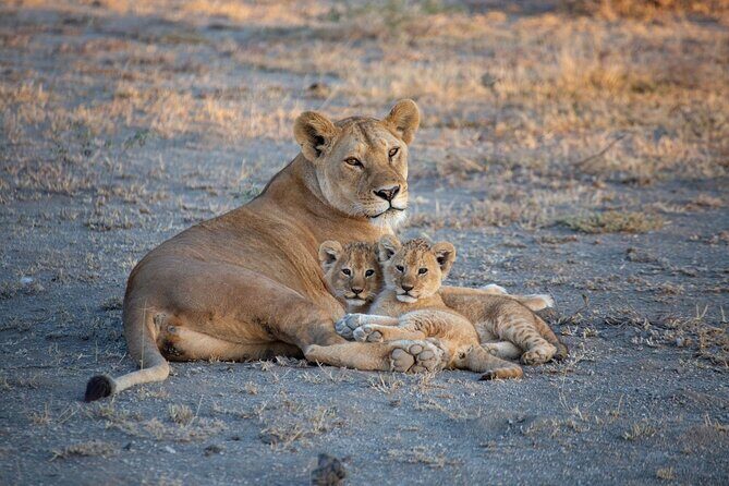 Nairobi National Park Half Day Game Drive Tour With Free WIFI - Price and value: what $41 really buys