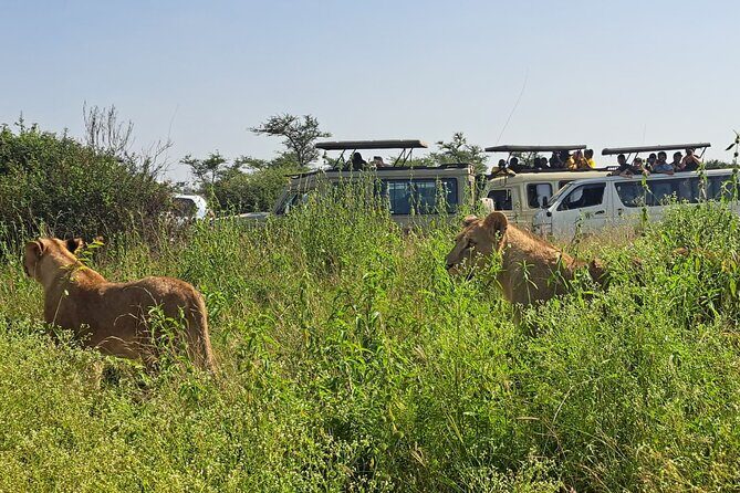 Nairobi National Park Half-Day Game Drive - Getting There: Pickup, Drive Time, and Vehicle Reality