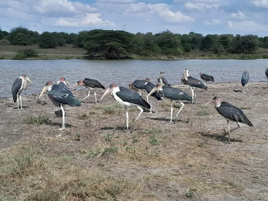 Nairobi National Park: Half-Day Group Tour with Pickup - Nairobi National Park: a real safari inside Nairobi