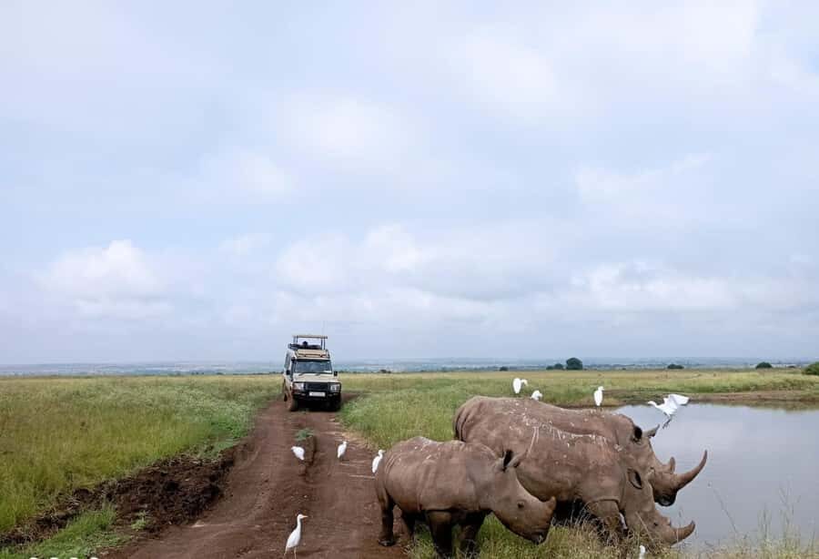 Nairobi National Park: Half-Day Group Tour with Pickup - Pickup timing and van ride: the logistics that make or break a half day