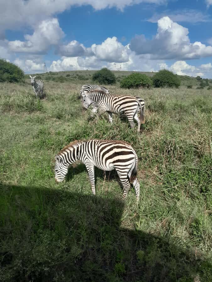 Nairobi National Park: Half-Day Group Tour with Pickup - The four-hour game drive: how you actually experience wildlife