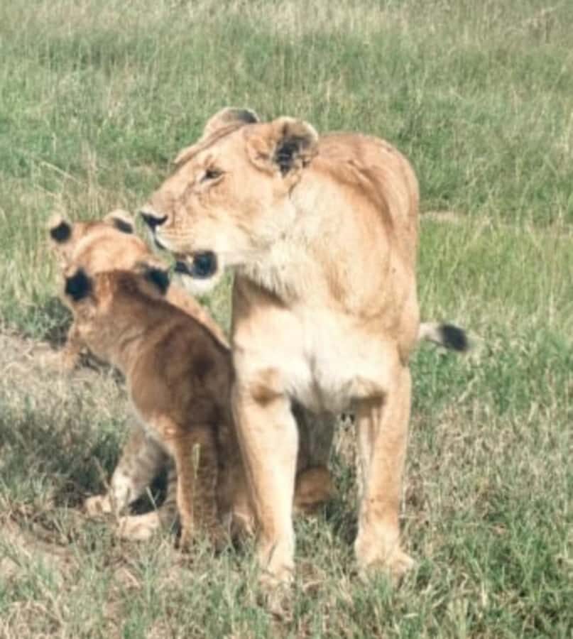 Nairobi National Park: Half-Day Group Tour with Pickup - Birdlife is not an afterthought here