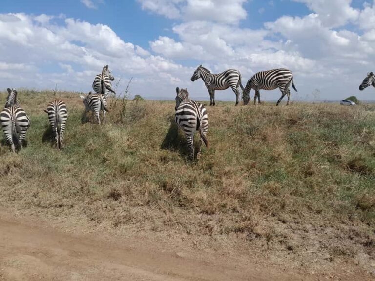 Nairobi National Park: Half-Day Group Tour with Pickup - Value for money: what $37 really covers