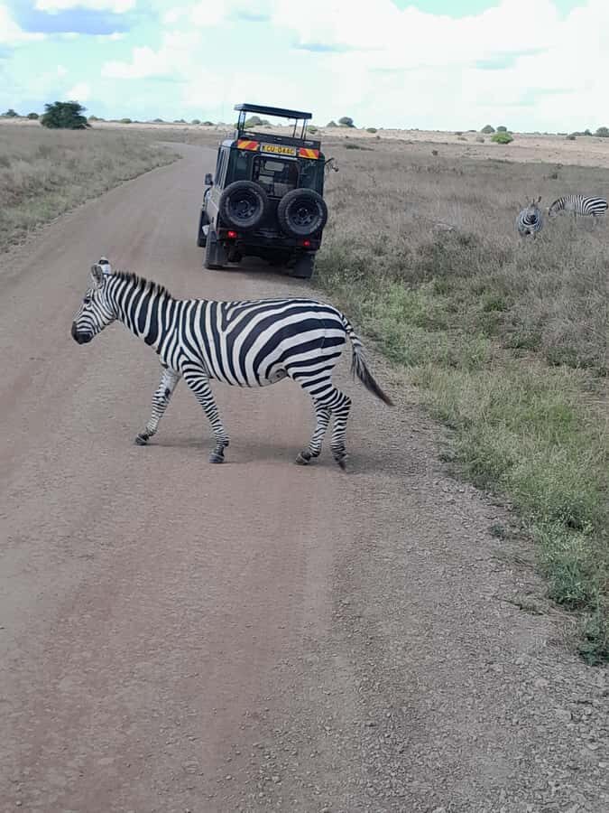 Nairobi National Park: Half-Day Group Tour with Pickup - What to expect day-to-day: why your sightings may vary