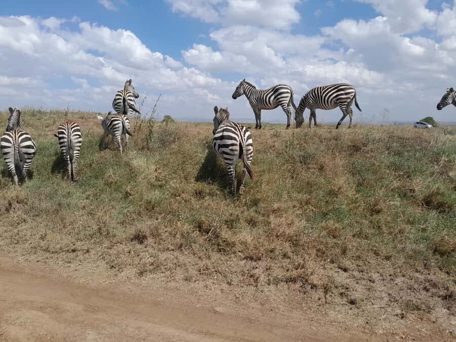 Nairobi National Park: Half-Day Group Tour with Pickup - Value for money: what $37 really covers