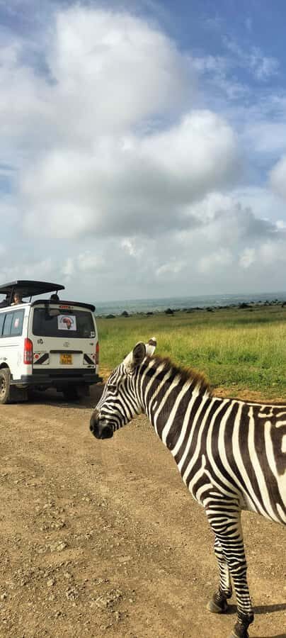 Nairobi National Park Half-Day Guided Game Drive With Pickup - A quick game-plan for a smoother day