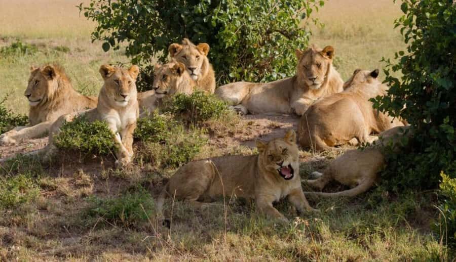 Nairobi National Park Half-Day Guided Game Drive With Pickup - Nairobi National Park: wildlife so close to Nairobi