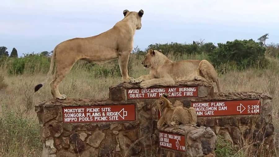 Nairobi National Park Half-Day Guided Game Drive With Pickup - Hotel pickup and the van ride: how the 5-hour plan really works