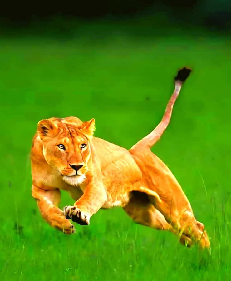 Nairobi National Park Half-Day Guided Game Drive With Pickup - What you’re looking for: big cats, big herds, and the bird list