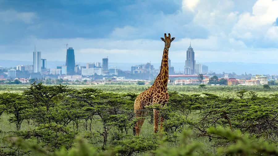 Nairobi National Park Half-Day Guided Game Drive With Pickup - The guide experience: when communication makes the difference