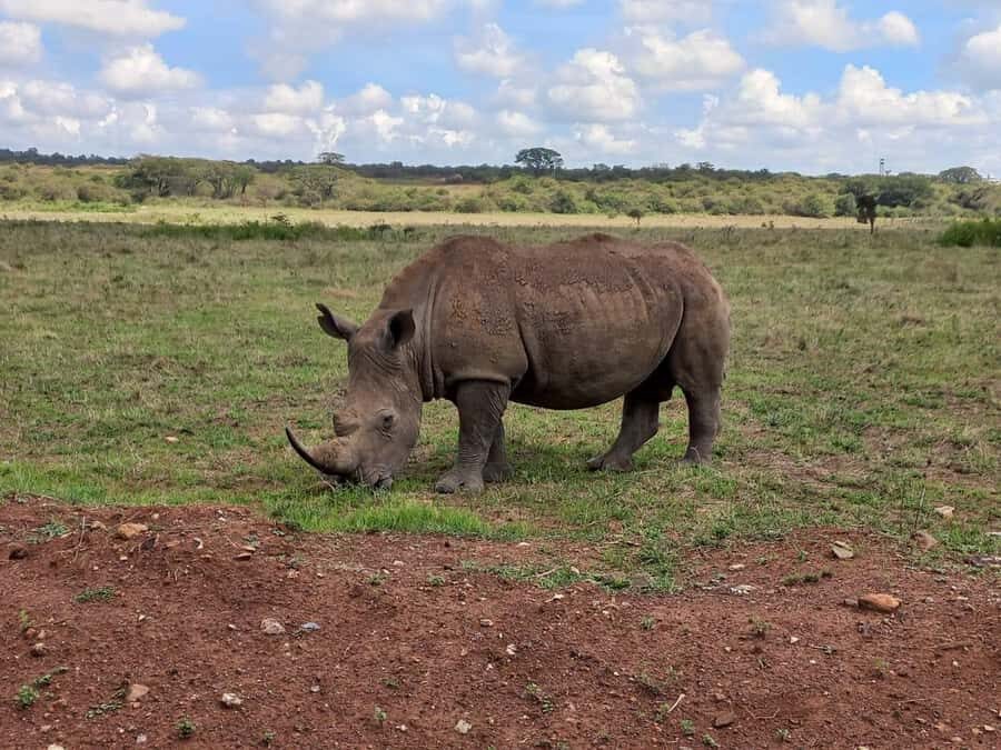 Nairobi National Park Half-Day Guided Game Drive With Pickup - Kazuri Beads Factory (and maybe Kobe Tough): a stop with mixed feelings