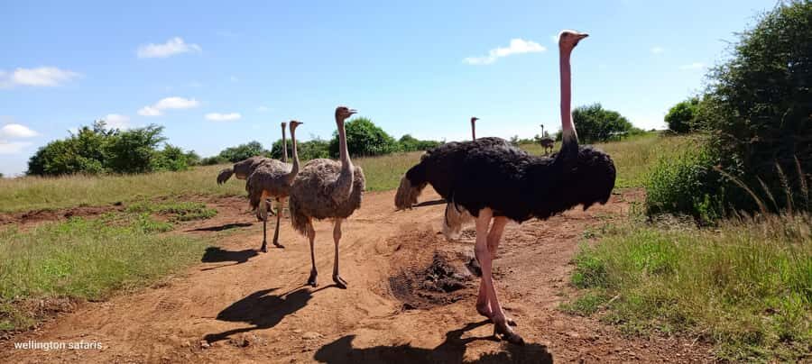 Nairobi National Park Half-Day Guided Game Drive With Pickup - Price and park-entry fees: the math that actually matters