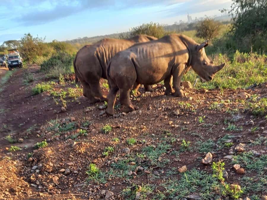 Nairobi National Park Half-Day Guided Game Drive With Pickup - Who this safari fits best (and who should reconsider)