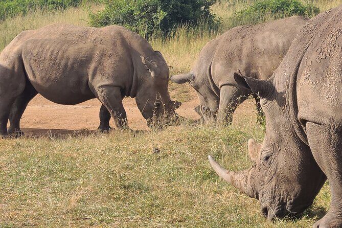 Nairobi National Park Half Day Tour - Key things you’ll notice on this Nairobi National Park half-day safari