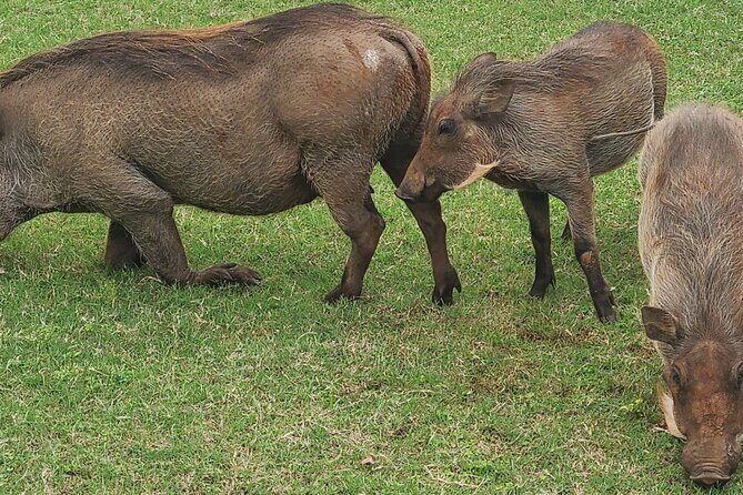 Nairobi National Park Half Day Tour - Nairobi National Park in 5 Hours: What You’re Actually Getting