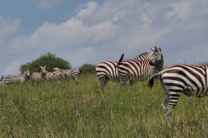 Nairobi National Park Half Day Tour - Pickup and Timing: Why the 5:30am Start Matters