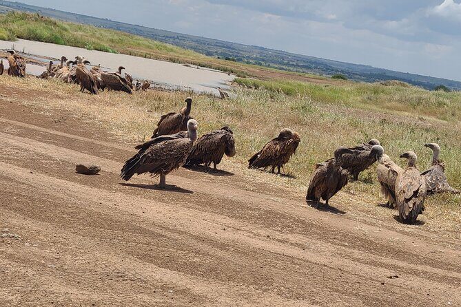 Nairobi National Park Half Day Tour - What You’ll Do, Step by Step (and What to Watch For)