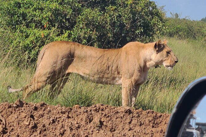 Nairobi National Park Half Day Tour - Value and Price: Is $194.81 Worth a Private Half-Day?