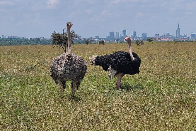 Nairobi national park half day tour - Quick, practical booking notes (the stuff that matters most)