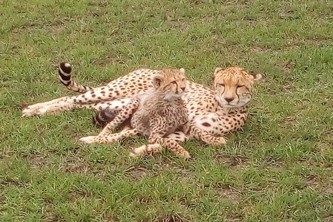 Nairobi National Park Half-Day Tour; Free Wi-Fi connection - Price and value: what $45.80 really buys you