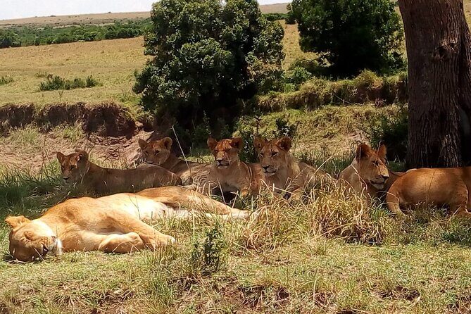 Nairobi National Park Half-Day Tour; Free Wi-Fi connection - Who this half-day tour suits best