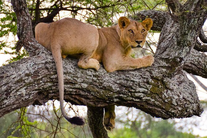 Nairobi National Park half-Day Tour; Free wifi Connection - Nairobi National Park is perfect when you’re short on time
