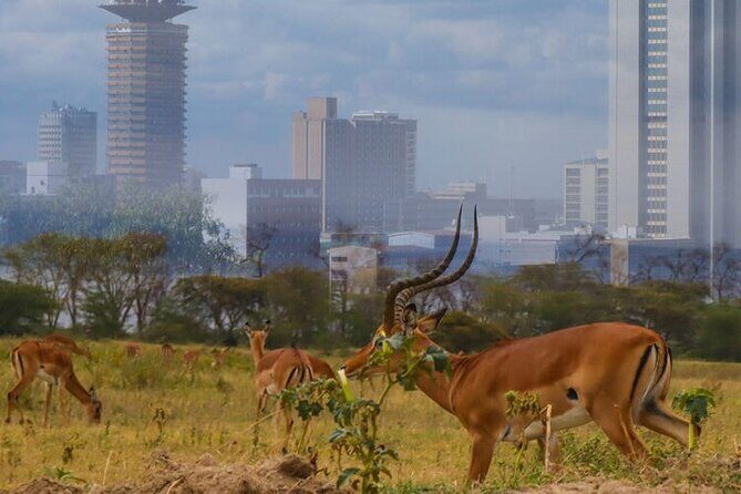 Nairobi National Park half-Day Tour; Free wifi Connection - Big mammals and endangered rhinos: what you can plan on seeing
