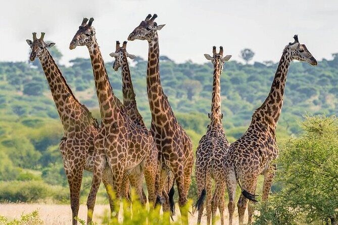 Nairobi National Park half-Day Tour; Free wifi Connection - Birding value: over 400 species makes the drive last longer