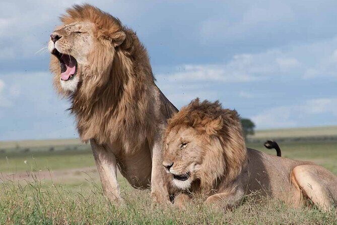 Nairobi National Park half-Day Tour; Free wifi Connection - The photo stops: how to get great shots without wasting time