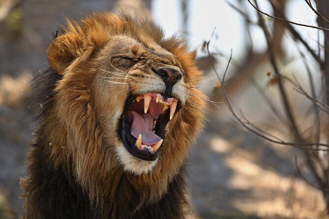Nairobi National Park half-Day Tour; Free wifi Connection - Tour price and real costs: $41 plus the 43 USD entrance fee
