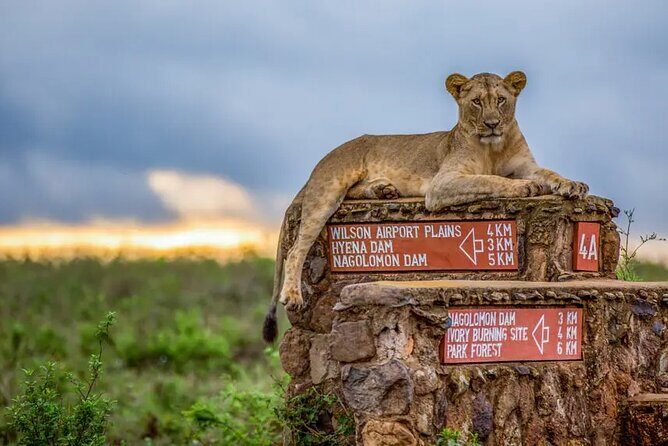 Nairobi National Park half-Day Tour; Free wifi Connection - What’s included on the ground: guide style and vehicle comfort