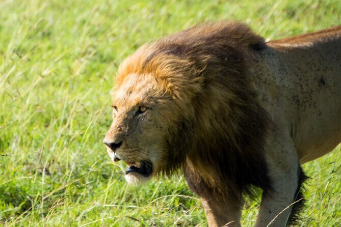 Nairobi National Park Half Day Tour with Landcruiser with Pickup - What a game drive feels like once you’re inside the park